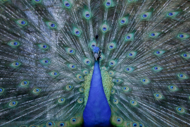 паун 31 лист